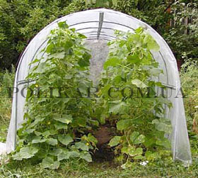 ������� �������