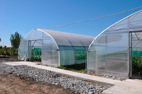 теплица промышленная пленочная ширина 5 метров теплица фермерская под пленку шириной 5 метров